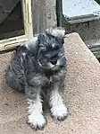 A Miniature Schnauzer pup before first grooming