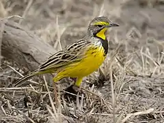 A Yellow-throated longclaw walking on the ground