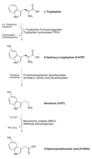  On top an L-tryptophan molecule with an arrow down to a 5-HTP molecule. Tryptophan hydroxylase catalyses this reaction with help of O2 and tetrahydrobiopterin, which becomes water and dihydrobiopterin. From the 5-HTP molecule goes an arrow down to a serotonin molecule. Aromatic L-amino acid decarboxylase or 5-Hydroxytryptophan decarboxylase catalyses this reaction with help of pyridoxal phosphate. From the serotonin molecule goes an arrow to a 5-HIAA molecule at the bottom ot the image. Monoamine oxidase catalyses this reaction, in the process O2 and water is consumed, and ammonia and hydrogen peroxide is produced.