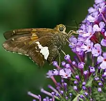 Silver-spotted skipper - Hodges#3870 (Epargyreus clarus) Feeding on Butterfly Bush