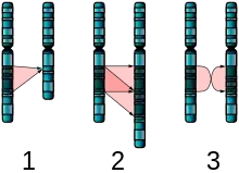 Three diagrams of chromosome pairs A, B that are nearly identical. 1: B is missing a segment of A. 2: B has two adjacent copies of a segment of A. 3: B's copy of A's segment is in reverse order.