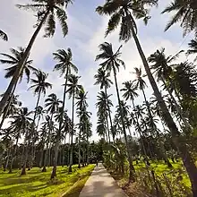 A street lined with coconut trees in sitio Bobonao, Ilaya. By Lendy Marie Balmores Lumbo.