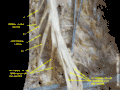 Spinal cord. Spinal membranes and nerve roots. Deep dissection. Posterior view