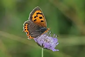 female L. p. eleusBuckinghamshire