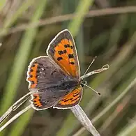 male L. p. eleus ab. caeruleopunctataOxfordshire