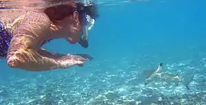 A snorkeler on the left looks at a small nearby shark, which is swimming away