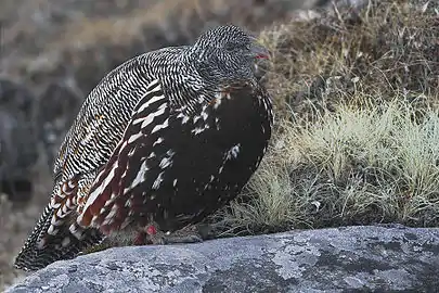 Snow partridge(Lerwa lerwa)