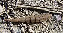 Larva of Stratiomys longicornis