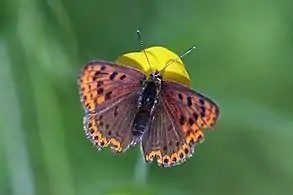 Female, Kampinos Forest, Poland