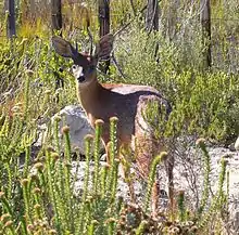 Brown bovid