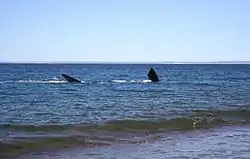 Southern right whale showing pectoral fins