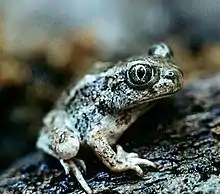 Great Basin spadefoot toad