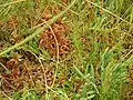 Sphagnum moss