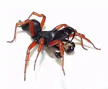 A male Sphodros rufipes, showing its large vertical fangs in a threat display