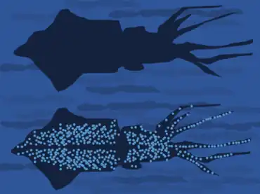 Drawing showing principle of squid counter-illumination camouflage