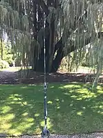 Steel rope used to stabilise the tree