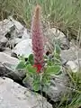 Stachytarpheta longispicata flower