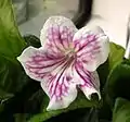 Streptocarpus 'Anderson's Purple Delta'