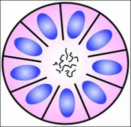 Structure of a Homer Wright pseudorosette