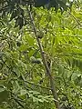 Sugar apple tree in Philippines