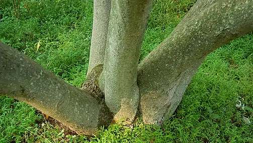 Base of the tree's trunk