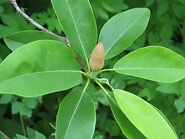 Unopened flower bud