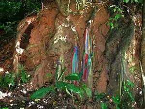 Lengths of brocade tied around the exposed roots of a Hopea odorata tree (ตะเคียน) growing on a steep slope as an offering to Nang Ta-khian