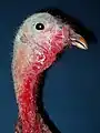 Taxidermic bird (detail) at the Lightner Museum