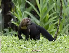 A Tayra on a grassy field