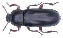 Tenebrio molitor