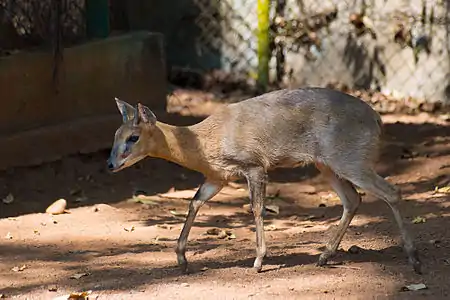 Brown and gray bovid