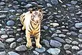 A white Bengal tiger at Chhatbir Zoo, Zirakpur