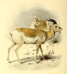 Drawing of brown and white bovid