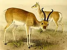 Drawing of brown and white bovid