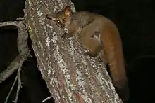 Brown galago