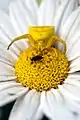 Camouflaged by homochromy with an anthemis flower