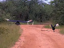 A group taking flight