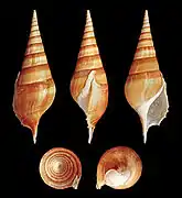 Five views of a shell of Tibia insulaechorab, a species in the family Rostellariidae