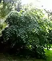 Tree accessed as T. mexicana at Ventnor Botanic Garden, Isle of Wight