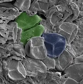 Image 35A late Silurian sporangium, artificially colored. Green: A spore tetrad. Blue: A spore bearing a trilete mark – the Y-shaped scar. The spores are about 30–35 μm across. (from Evolutionary history of plants)