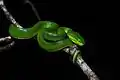 Trimeresurus albolabris from Kaeng Krachan National Park, Thailand