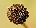 Seed head