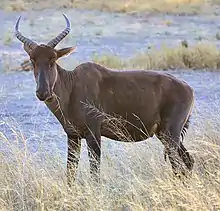 Brown bovid