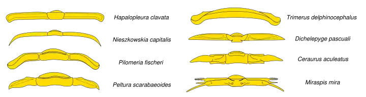 Thoracic tergites of various trilobites.