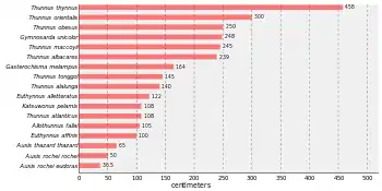 Bar chart that states Thunnus thynnus is the largest tuna, at 458 centimetres (180 in) followed by Thunnus orientalis at 300 centimetres (120 in), Thunnus obsesus at 250 centimetres (98 in), Gymnosarda unicolor at 248 centimetres (98 in), Thunnus maccoyii at 245 centimetres (96 in), Thunnus albacares at 239 centimetres (94 in), Gasterochisma melampus at 164 centimetres (65 in), Thunnus tonggol at 145 centimetres (57 in), Thunnus alalunga at 140 centimetres (55 in), Euthynnus alletteratus at 122 centimetres (48 in), Katsuwonus pelamis at 108 centimetres (43 in), Thunnus atlanticus at 108 centimetres (43 in), Allothunnus fallai at 105 centimetres (41 in), Euthynnus affinis at 100 centimetres (39 in), Auxis thazard thazard at 65 centimetres (26 in),Auxis rochei rochei at 50 centimetres (20 in), and Auxis rochei eudorax at 36.5 centimetres (14.4 in)