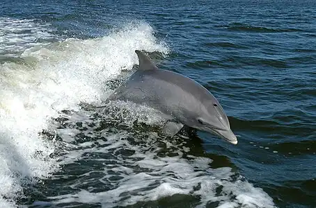 Tursiops truncatus