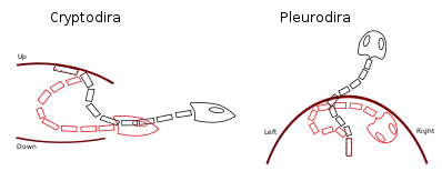 Diagrams of the top-down bending of the neck of cryptodirans, and the left-right bending of the neck in pleurodirans