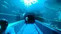 The tunnel of the I&J Ocean Exhibit