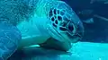 Bob, a green sea turtle at the aquarium