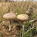 Two P. fimetaria with Panaeolus papilionaceus behind